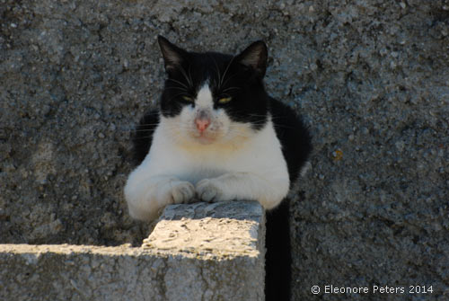 Katze macht Siesta