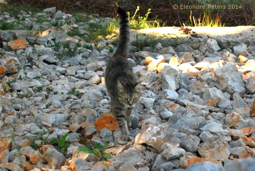 Katze