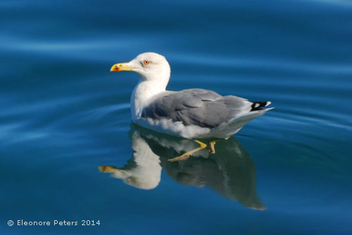 Möve im Meer