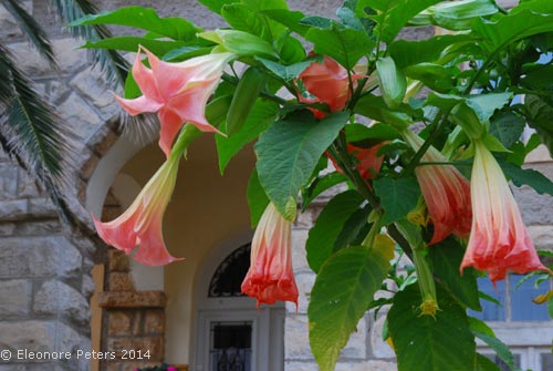 rosa Engelstrompete in Mali Losinj