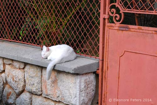 Weiße Katze