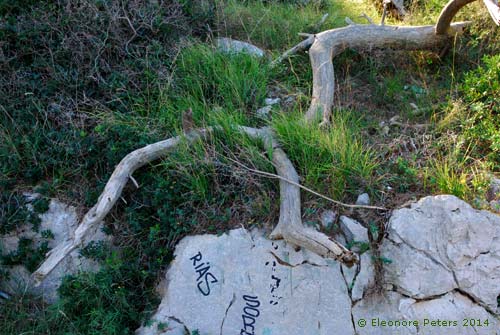 Holzstamm einem Körper ähnlich