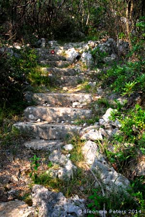 treppe im Wald