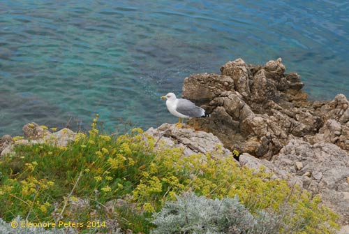 Möwe auf Felsen