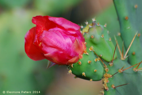Kaktusblüte