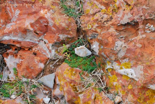 rotes Gestein