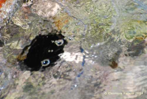 Seeigel mit Augen