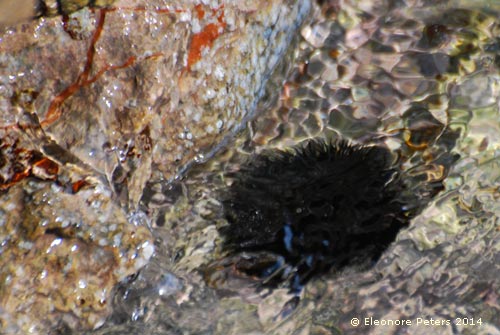 Seeigel