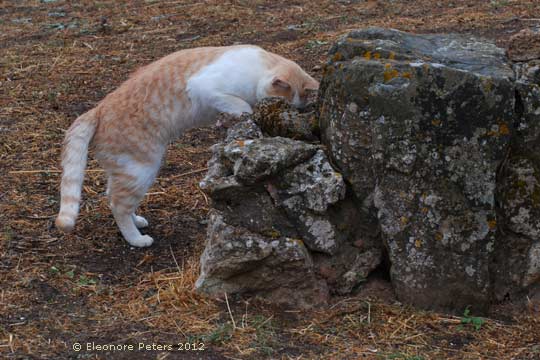 Kater beim Tempel Antas im Iglesiente