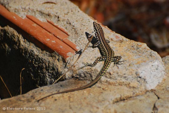 Gecko am Höhenweg