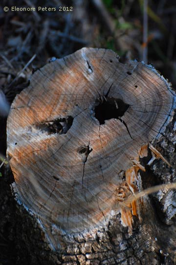 Holzstamm mit Gesicht