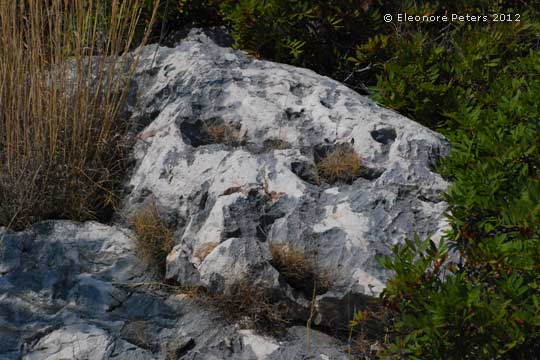 Gestein am Höhenweg über Cala Gonone