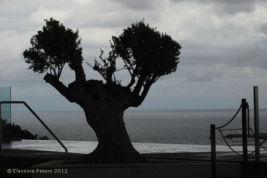 Silhouette eines Olivenbaums am Meer