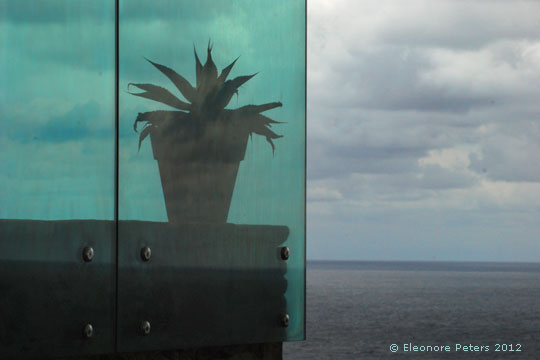 Sukkulente hinter Glas