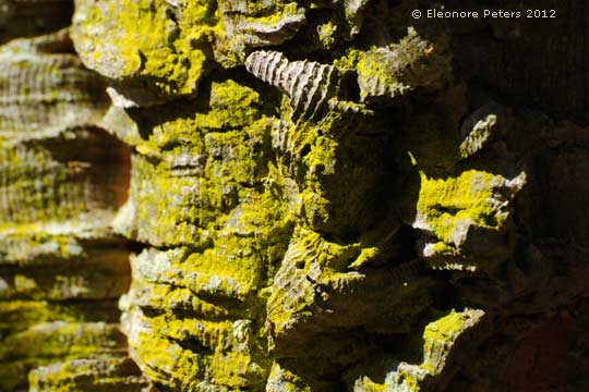 Korkeiche von der Natur gelbgefärbt