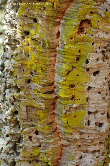 Korkrinde von der Natur gefärbt