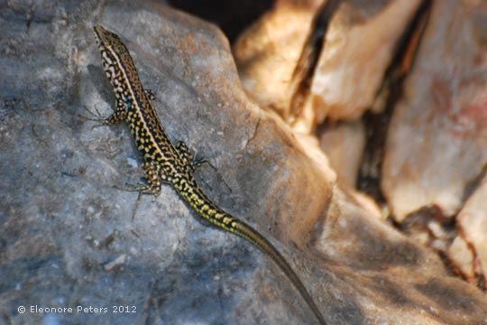 Gecko