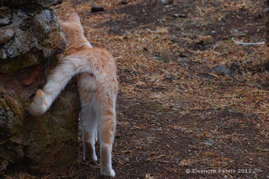 Kater freundlich gestimmt