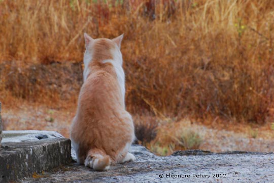 roter Kater vor roter Landschaft im Antas
