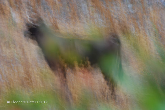 Stier im Gras