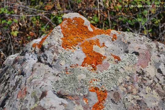 Gestein am Weg zum Monte Minerva-Plateau