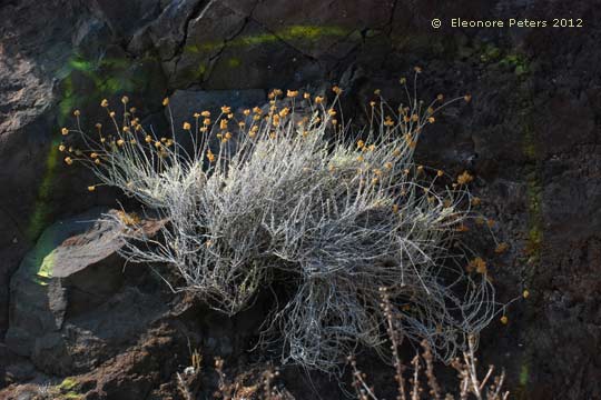 Immortelle