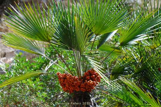Palme mit roten Beeren