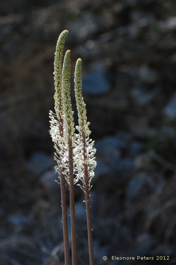 Stabblume in voller Grüße