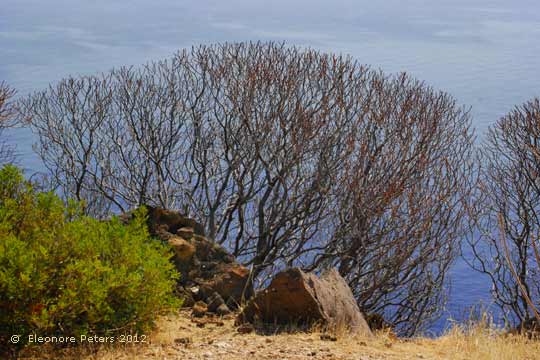 Wolfsmilch-Staude