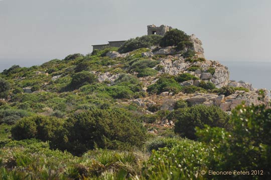 Ruine auf dem Punto del Giglio