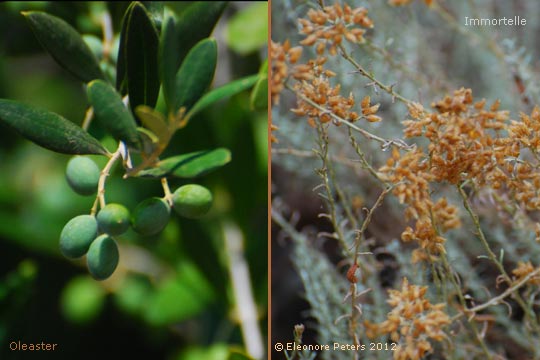 Oleaster und Immortelle