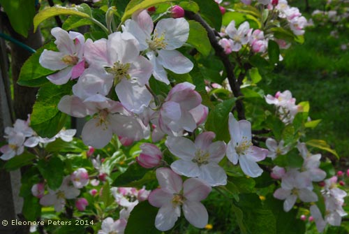 Apfelblüten