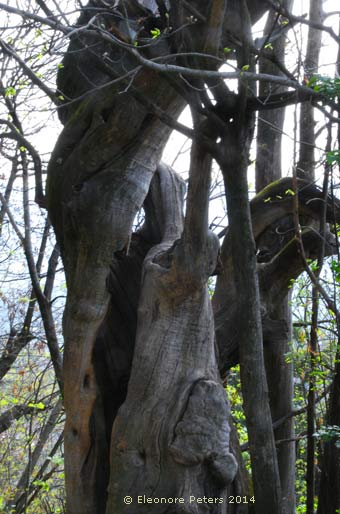 hohler Holzstamm