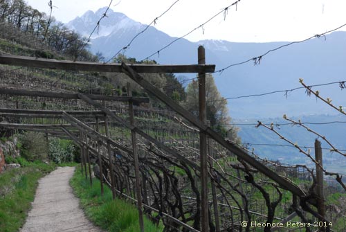 Aalgunder Waal, Weinlauibengang