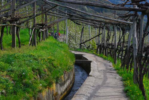 Aalgunder Waal, Weinberg