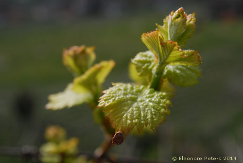 Weinschössling