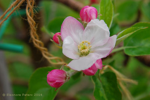 Apfelblüte