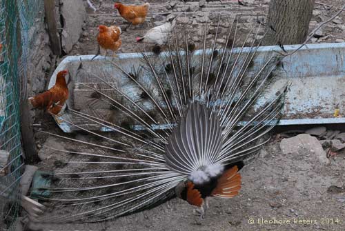 Pfau hinten