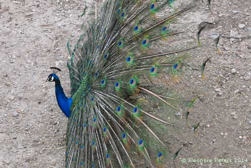 Pfau