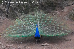 Pfau