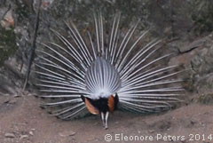 Pfau von hinten