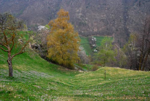 Wiese unterhalb Schloss Juval