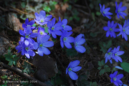 Leberblümchen