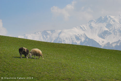 Schafe auf Bergwiese