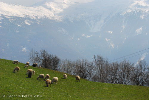 Schafe auf Bergwiese