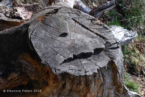 Holzgesicht