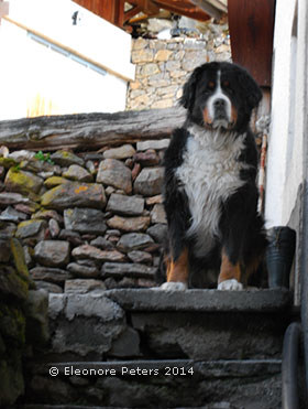 Sennerhund