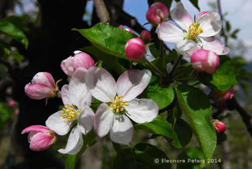 Apfelblüten