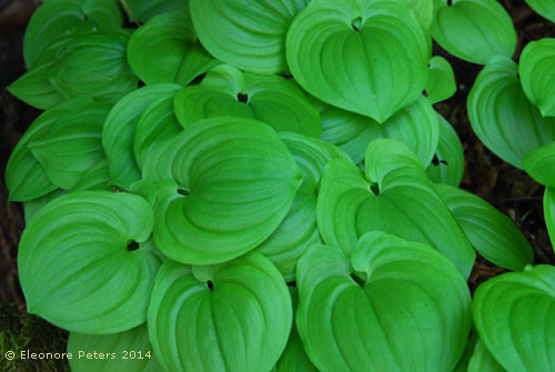 grünes Blatt