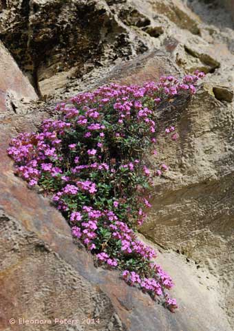 Fels mit Kissenblüten